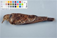 藏品(金背鳩)的圖片